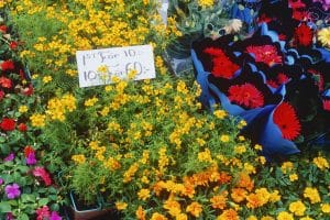 Flowers at a Market Stall
